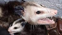 Possum Removal Moreton Bay image 1